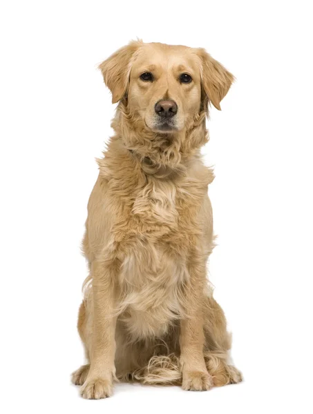 Labrador (3 år) — Stockfoto