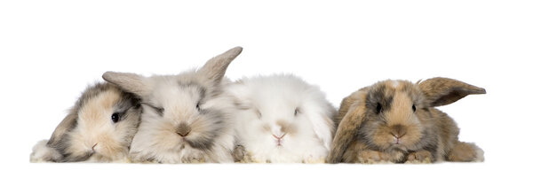 Group of bunnies