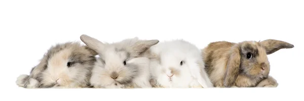 Groupe de lapins — Photo