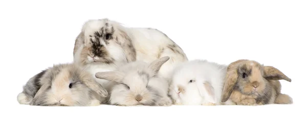 Grupp av kaniner — Stockfoto