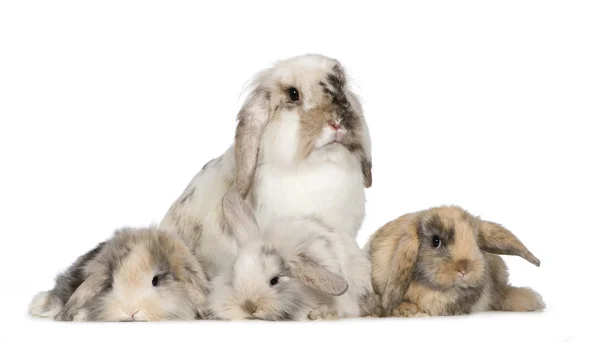 ウサギのグループ — ストック写真