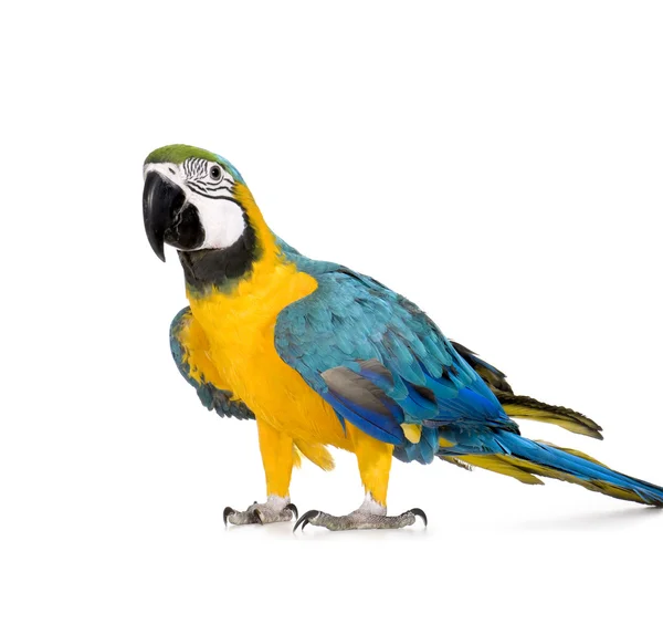 若い青と黄色のコンゴウインコ - Ara ararauna (8 ヶ月) — ストック写真