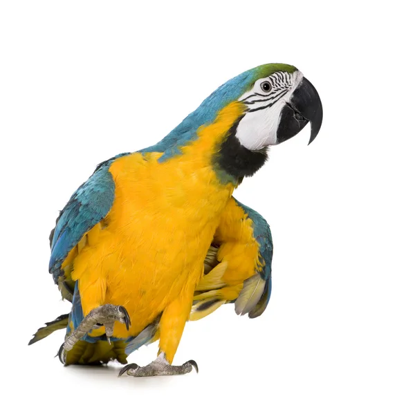 Junger blau-gelber Ara - ara ararauna (8 Monate)) — Stockfoto