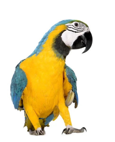年轻的蓝色和黄色金刚鹦鹉-Ara ararauna (8 个月) — 图库照片
