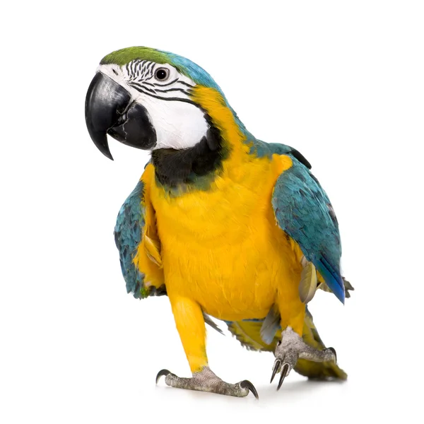 Mladý modrá a žlutá Macaw - Ara ararauna (8 měsíců) — Stock fotografie