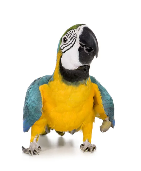 Young Blue-and-yellow Macaw - Ara ararauna (8 months) — Stock Photo, Image