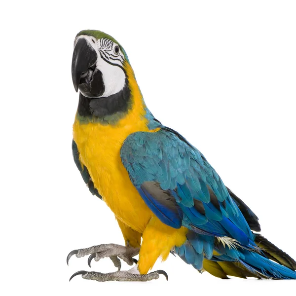 若い青と黄色のコンゴウインコ - Ara ararauna (8 ヶ月) — ストック写真