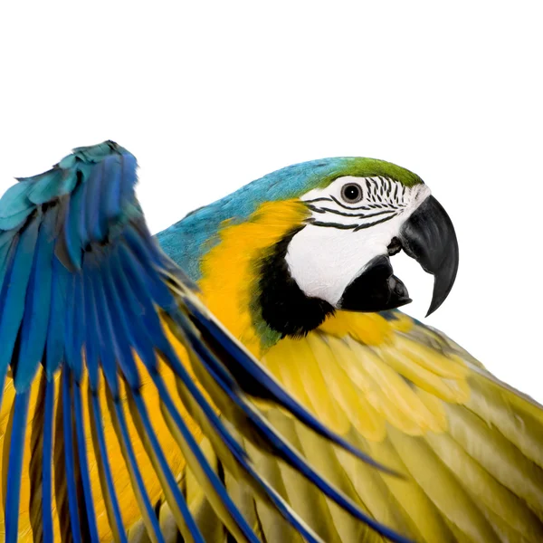 年轻的蓝色和黄色金刚鹦鹉-Ara ararauna (8 个月) — 图库照片