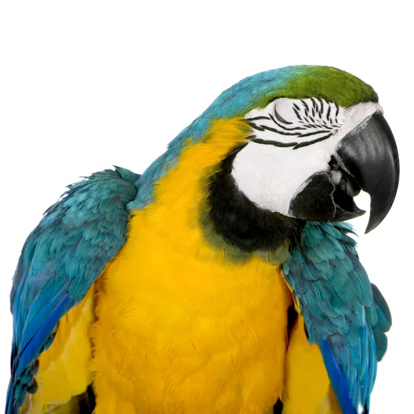 Young Blue-and-yellow Macaw - Ara ararauna (8 months) — Stock Photo, Image