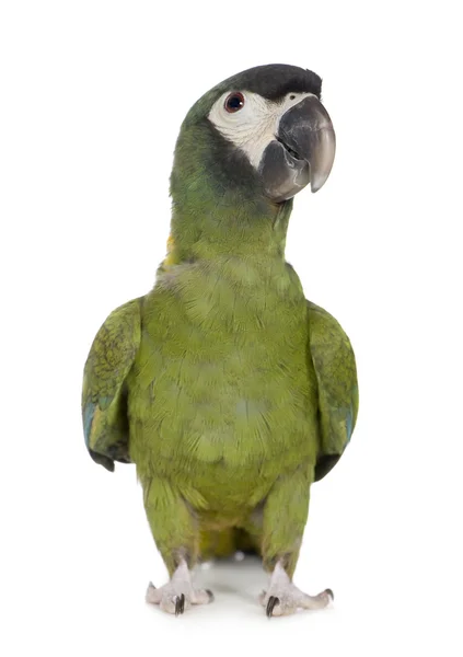 Fiatal sárga galléros papagáj - Primolius auricollis — Stock Fotó