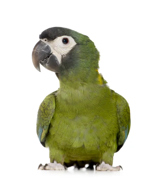 Mladí žlutá s límečkem papoušek - primolius auricollis — Stock fotografie