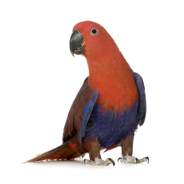 Eclectus papagei - eclectus roratus (1 Jahr)) — Stockfoto