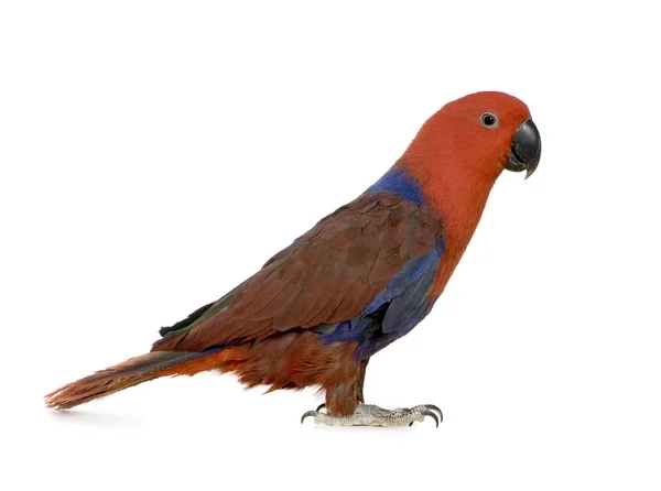 Eclectus Parrot - Eclectus roratus (1 ano ) — Fotografia de Stock