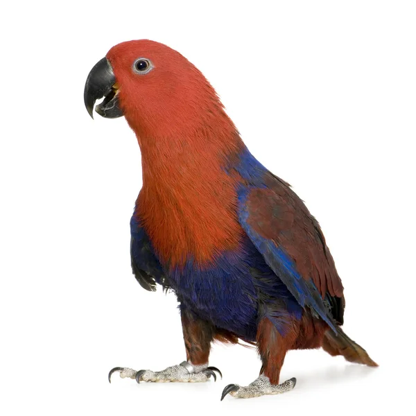 Eclectus papegoja - Eclectus roratus (1 år) — Stockfoto