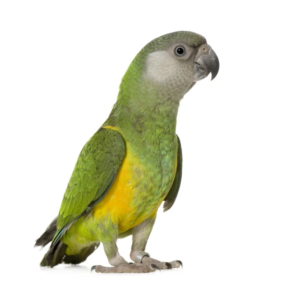 Senegal papegoja - poicephalus senegalus — Stockfoto