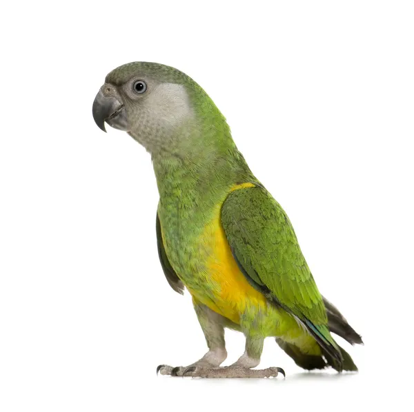 Сенегал попугай - Poicephalus senegalus — стоковое фото