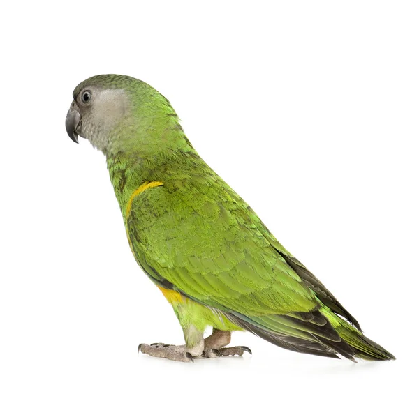 Senegal parrot - poicephalus konuşmacı — Stok fotoğraf