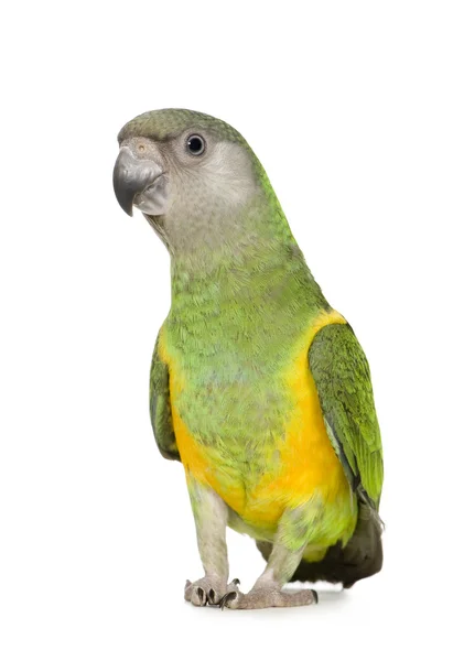 Senegal parrot - poicephalus konuşmacı — Stok fotoğraf