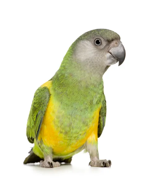 Papoušek senegalský - poicephalus senegalus — Stock fotografie