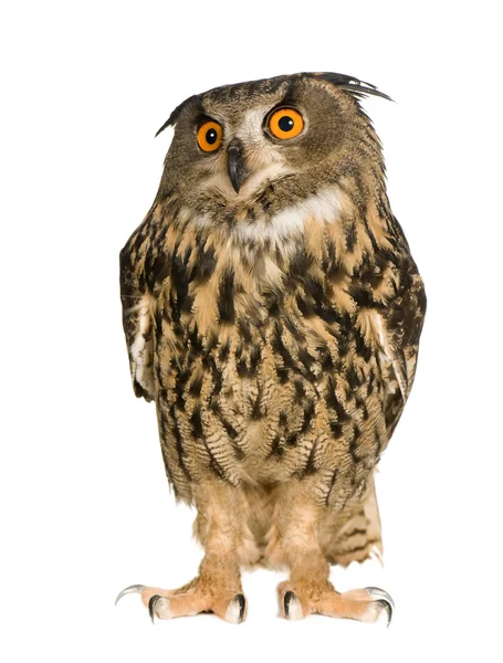 Eurasian Eagle Owl - Bubo bubo (22 месяца ) — стоковое фото