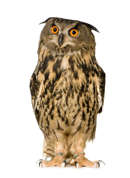 Búho águila euroasiática - Bubo bubo (22 meses ) — Foto de Stock