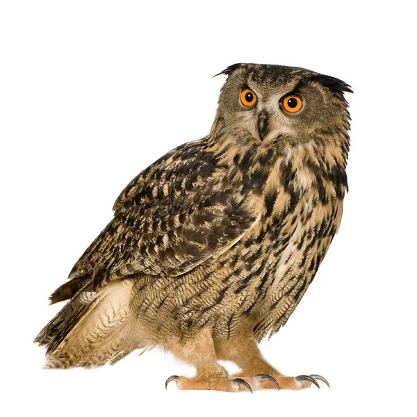 stock image Eurasian Eagle Owl - Bubo bubo (22 months)