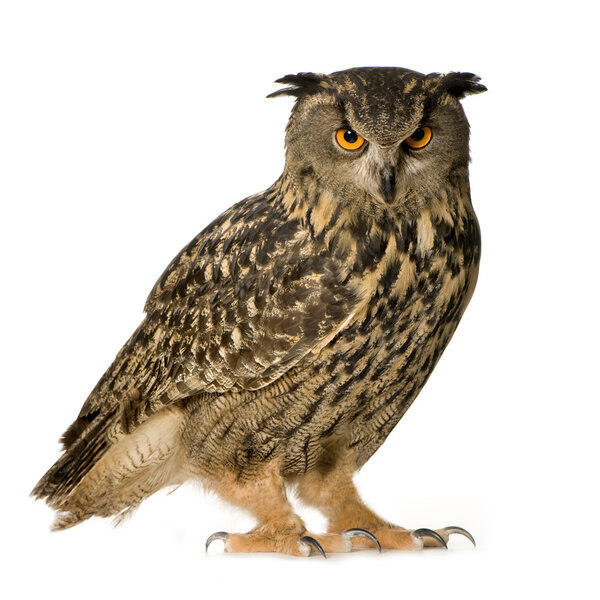 Eurasian Eagle Owl - Bubo bubo (22 месяца
)