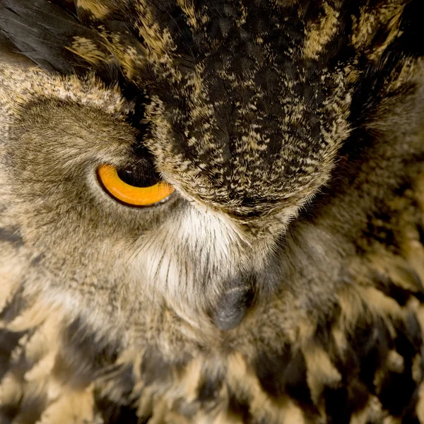 Eurasian Eagle Owl - Bubo bubo (22 months) — Stock Photo, Image