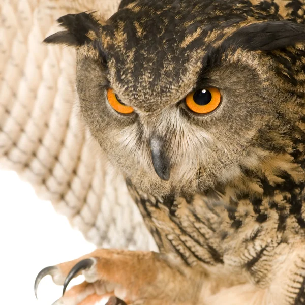 Eurasian Eagle Owl - Bubo bubo (22 luni ) — Fotografie, imagine de stoc