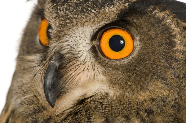 Eurasian Eagle Owl - Bubo bubo (22 months) — Stock Photo, Image