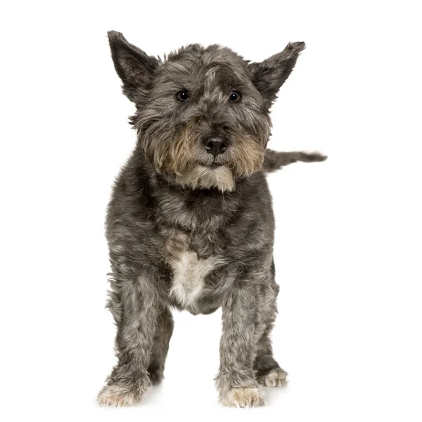 West Highland Terrier — Stock Photo, Image