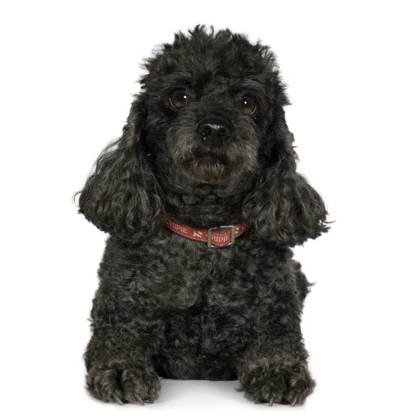Poodle (7 years) — Stock Photo, Image