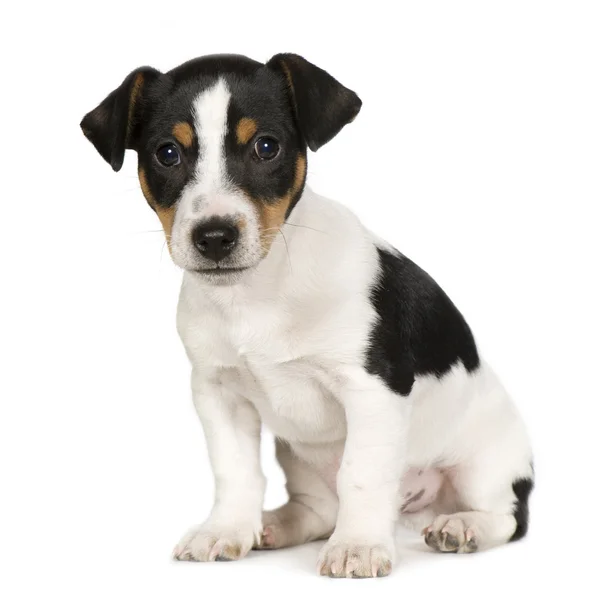 Jack russell (2 months) — Stock Photo, Image