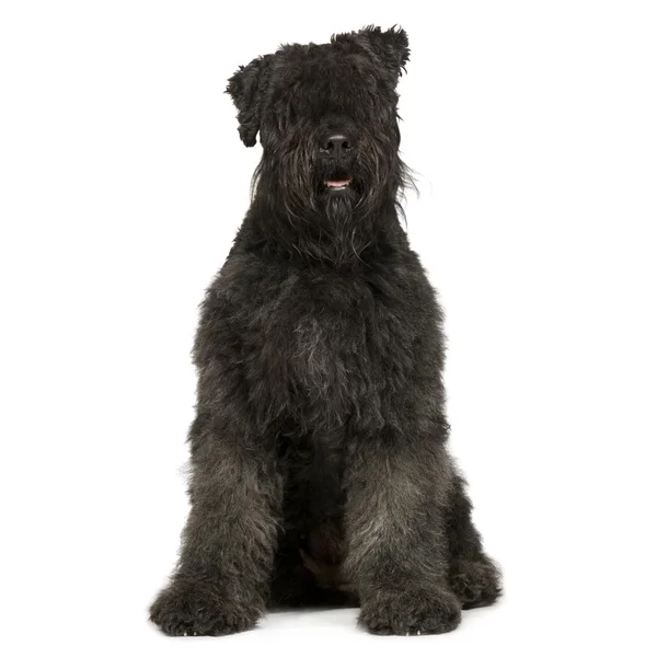 Bouvier des Flandres (2 years) — Stock Photo, Image