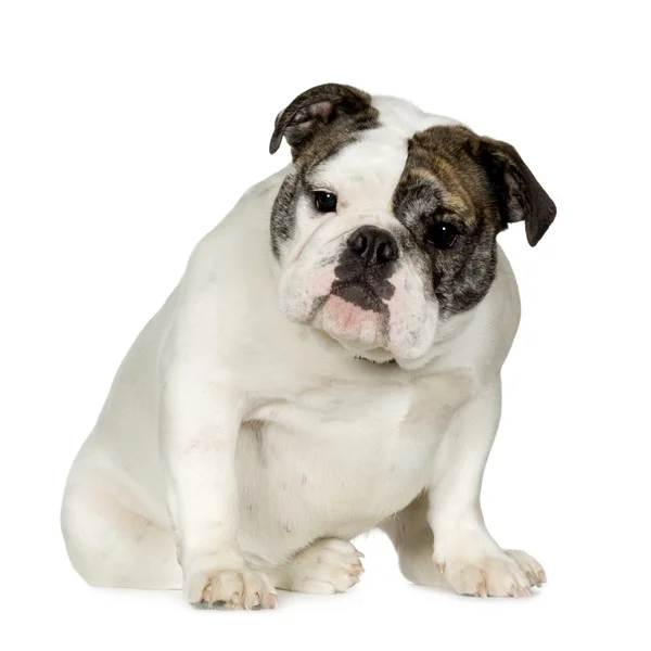 Bulldog Inglês (15 meses ) — Fotografia de Stock