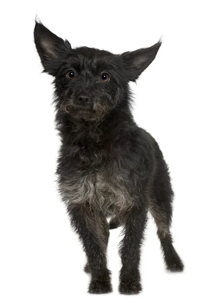 Yorkshire Terrier (4 years) — Stock Photo, Image