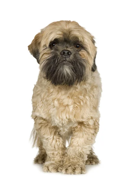 Shih Tzu (2 év) — Stock Fotó