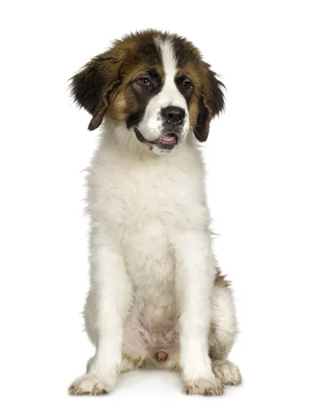 Saint Bernard puppy (7 maanden) — Stockfoto