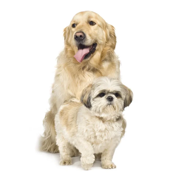 Golden retriever ve shih tzu — Stok fotoğraf