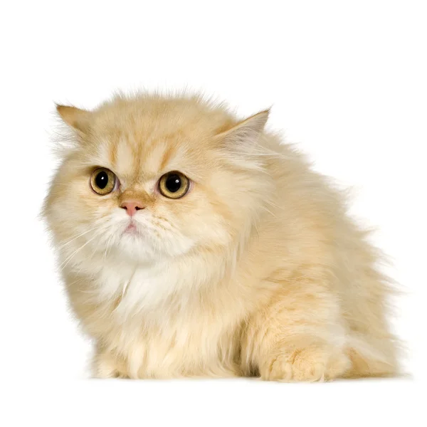 Młody kot perski (6 miesięcy) — Zdjęcie stockowe