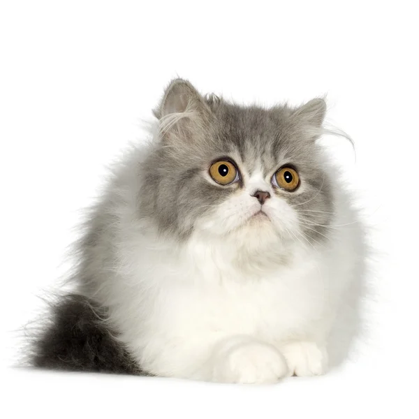 Молодой персидский кот (6 месяцев ) — стоковое фото