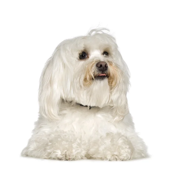 Malteser Hund (2 Jahre)) — Stockfoto