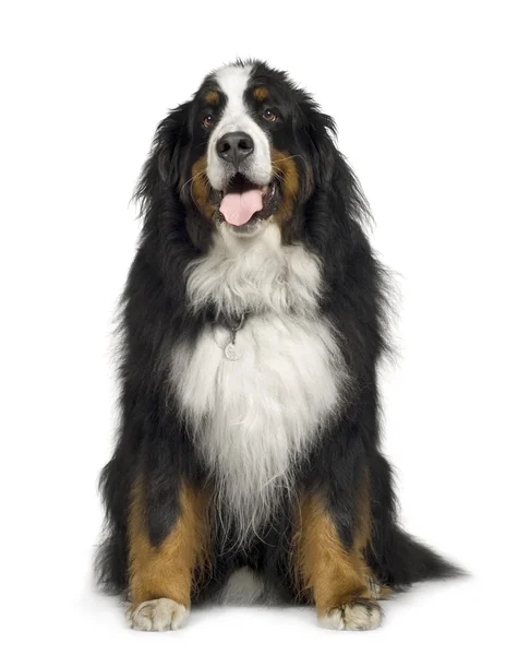 Бернський гірська собака (5 років) — стокове фото