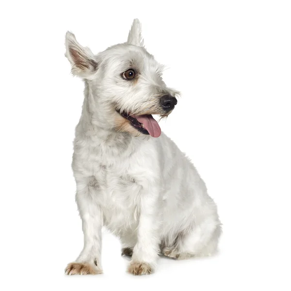 Δυτικά Highland λευκού σκύλου (4 χρόνια) — Φωτογραφία Αρχείου