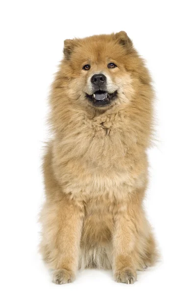 松狮犬 (10 年) — 图库照片