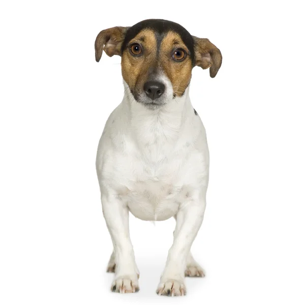Jack russell (3 anni ) — Foto Stock
