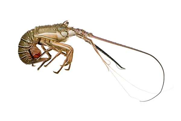 가시 랍스터-Palinuridae — 스톡 사진