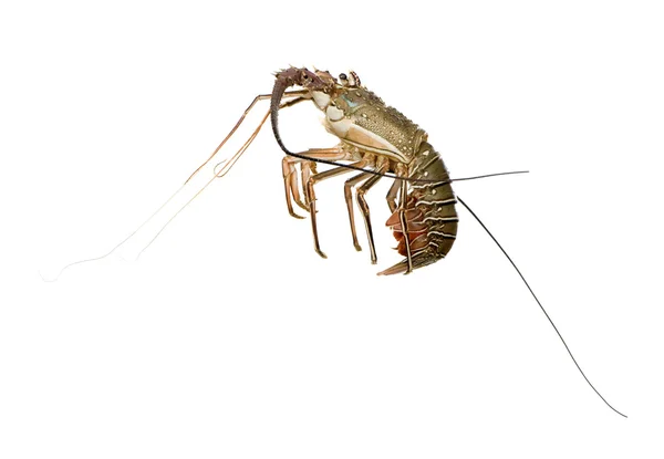 Spiny lobster - Palinuridae — Stock Photo, Image