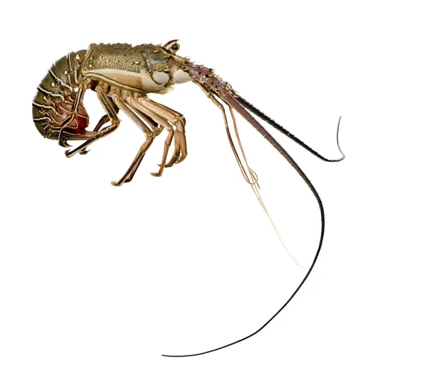 Spiny lobster - Palinuridae — Zdjęcie stockowe