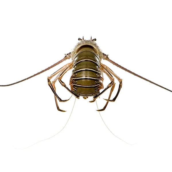 Spiny ıstakoz - palinuridae — Stok fotoğraf